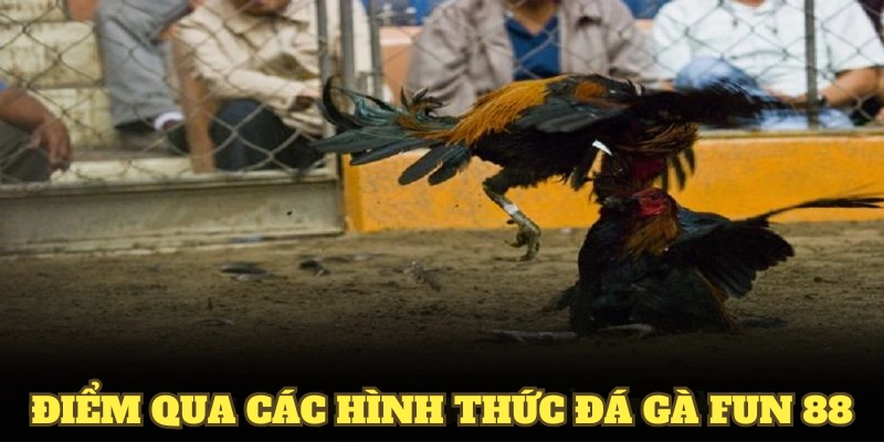 Điểm qua các hình thức đá gà Fun88 phổ biến nhất